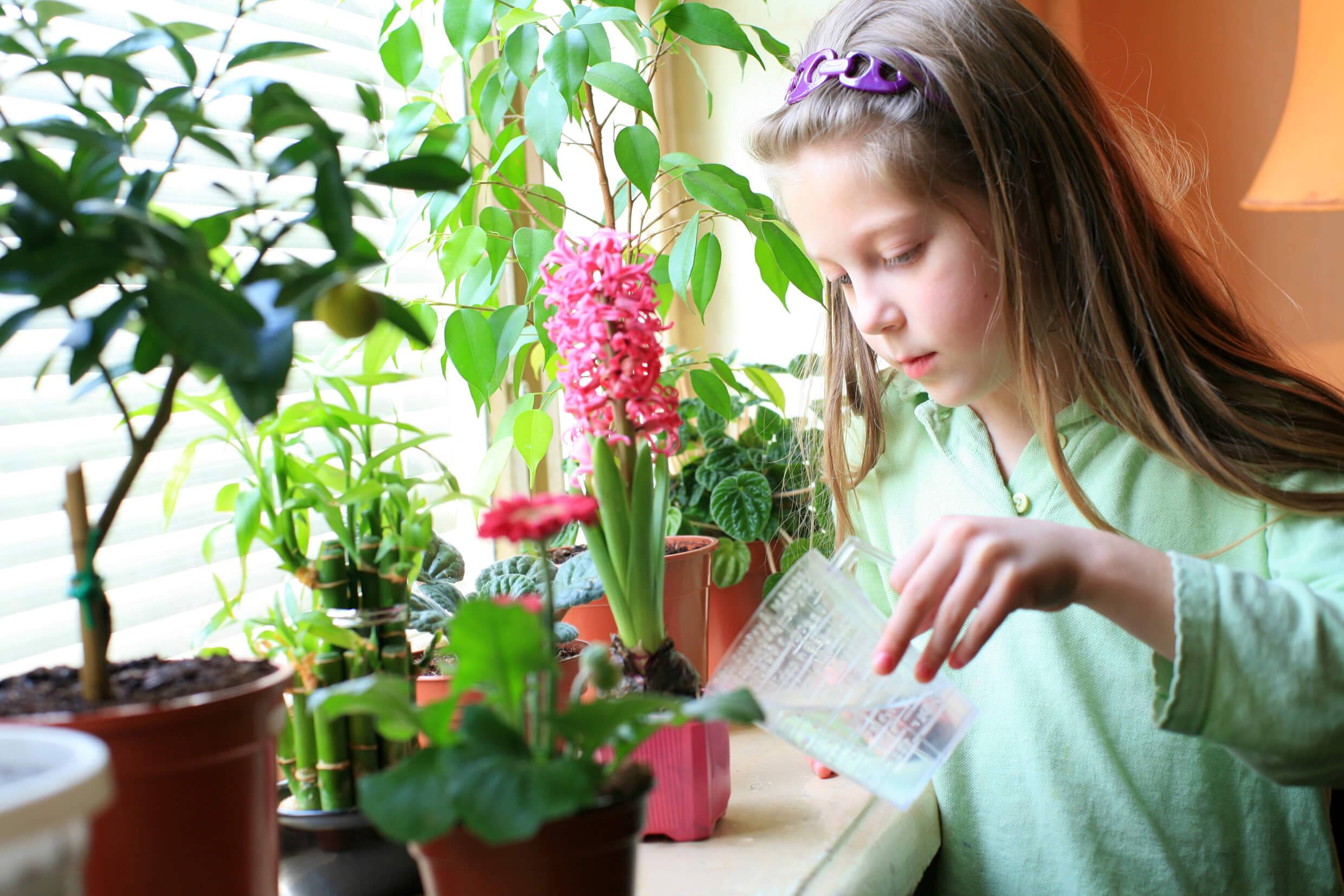 Растения для детской комнаты: что можно и что нельзя