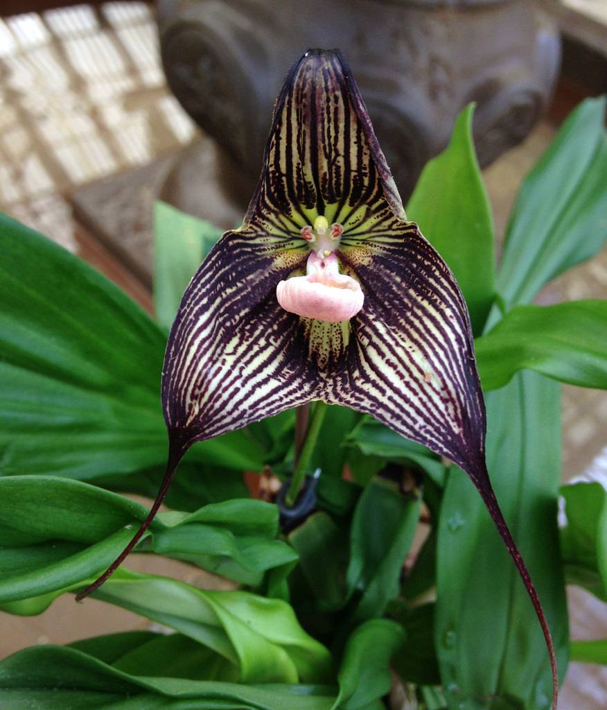 Орхидея дракула (обезьянка): описание вида, уход и размножение в домашних условиях, фото