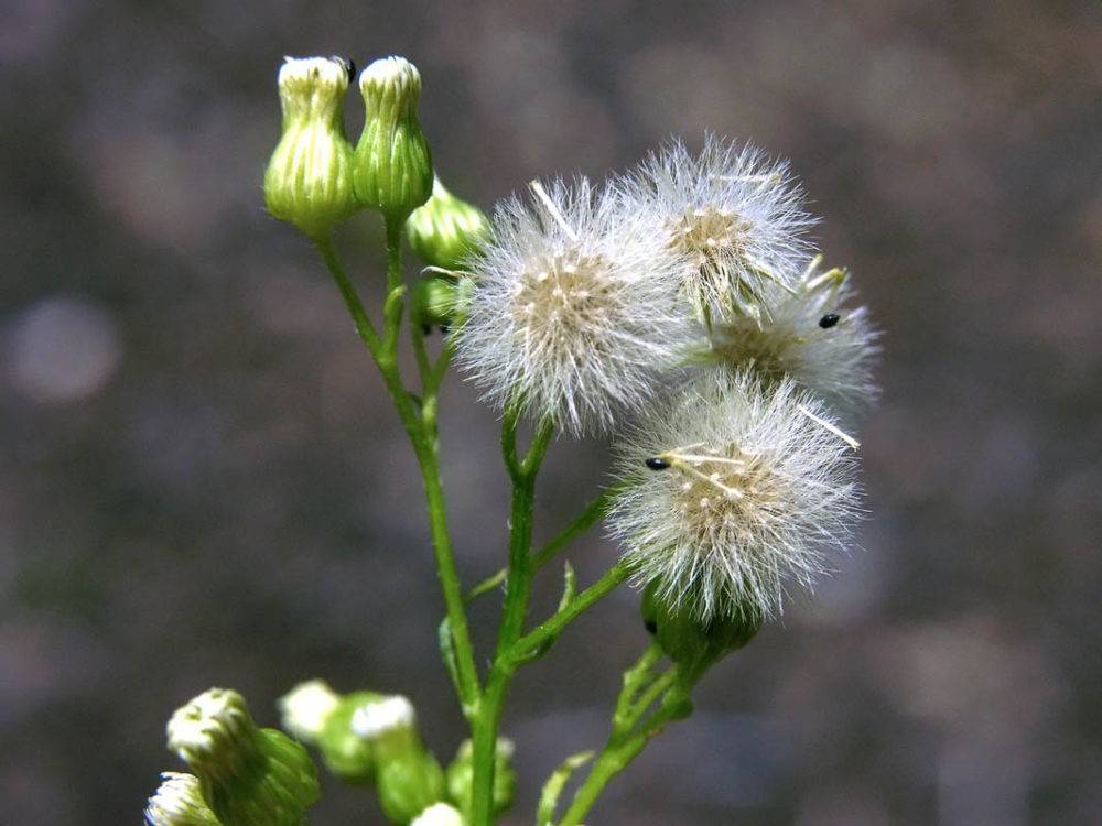 Цветок мелколепестник: посадка и уход в открытом грунте, фото, описание выращивания