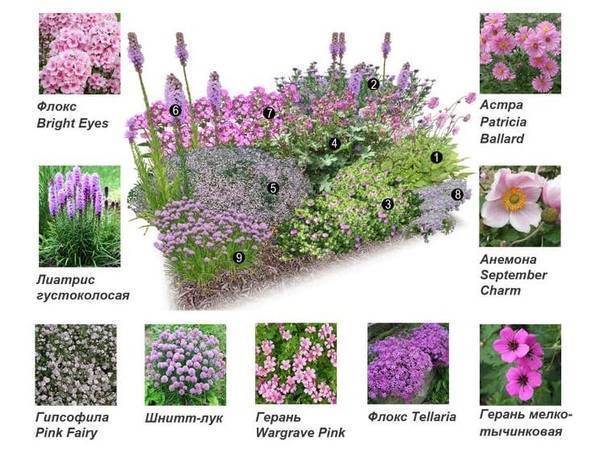 Флоксы в дизайне сада — использование и классификация — ботаничка