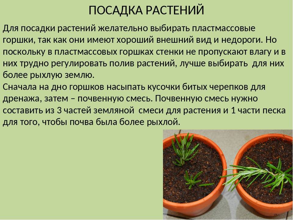Статьи о растениях: советы и рекомендации по пересадке