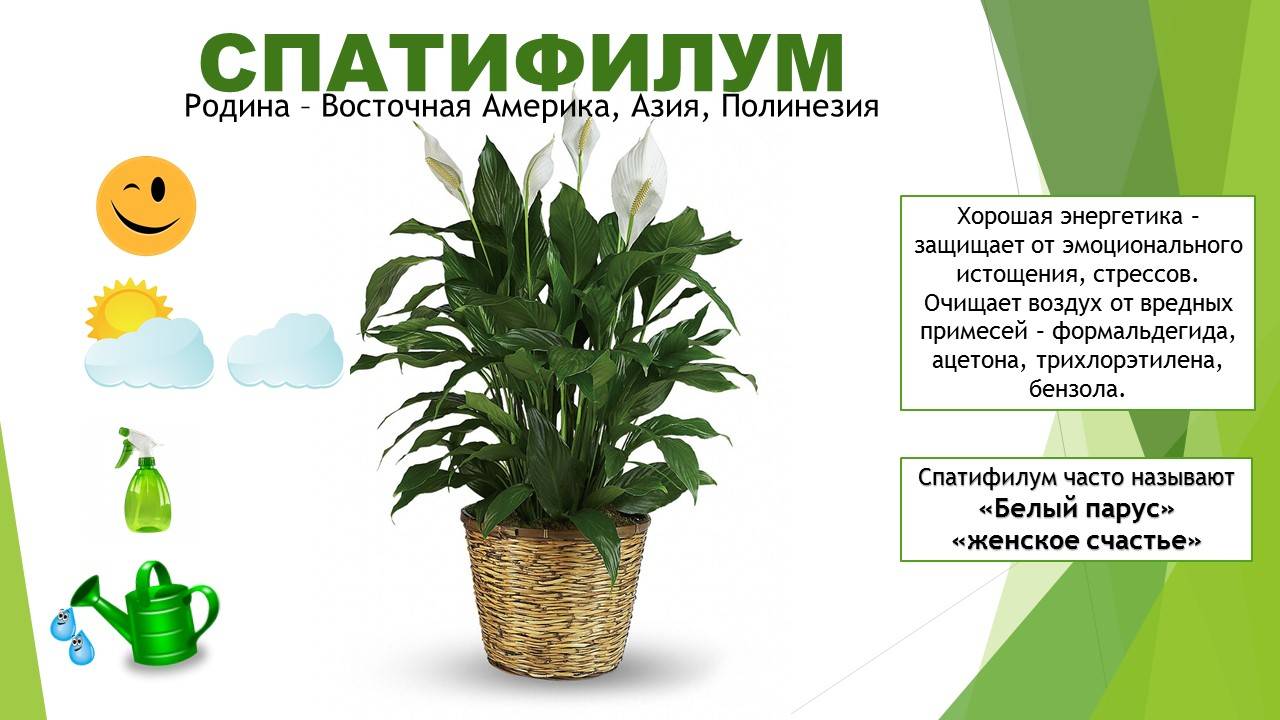 6000 рублей в месяц, продавая комнатные растения через интернет: рассказываю как оформлять объявления, чтобы раскупали