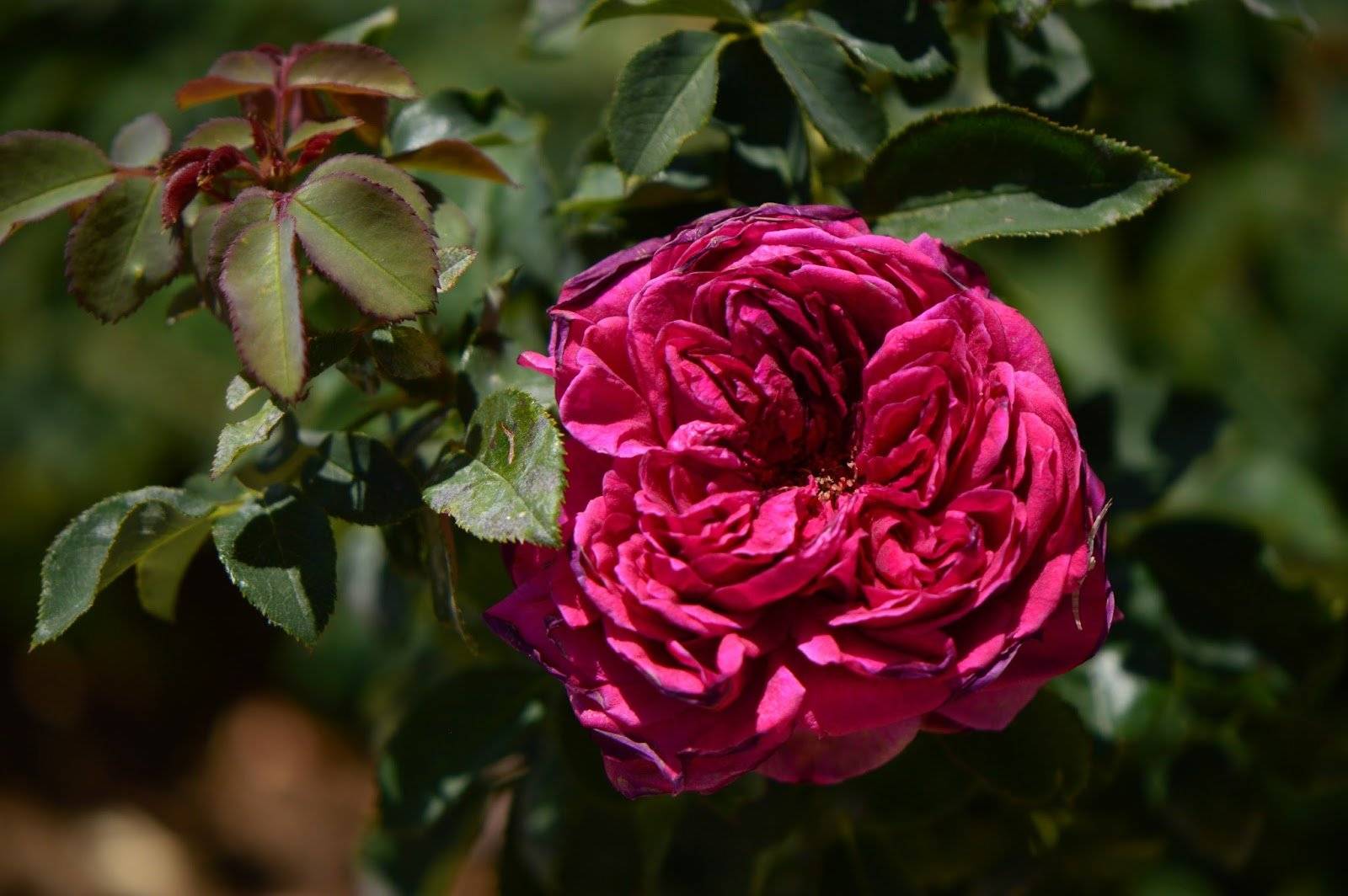Описание розы джеймс галвей из коллекции остина- что это за сорт, как выращивать