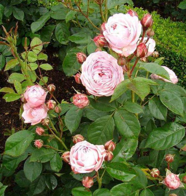 Роза мондиаль: разновидности сорта и его выращивание
