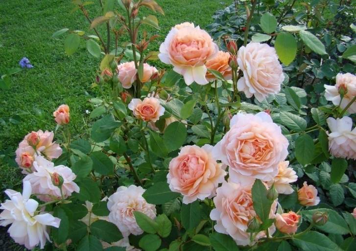 Выращивание морозостойкой розы сорта братья гримм: как посадить и ухаживать