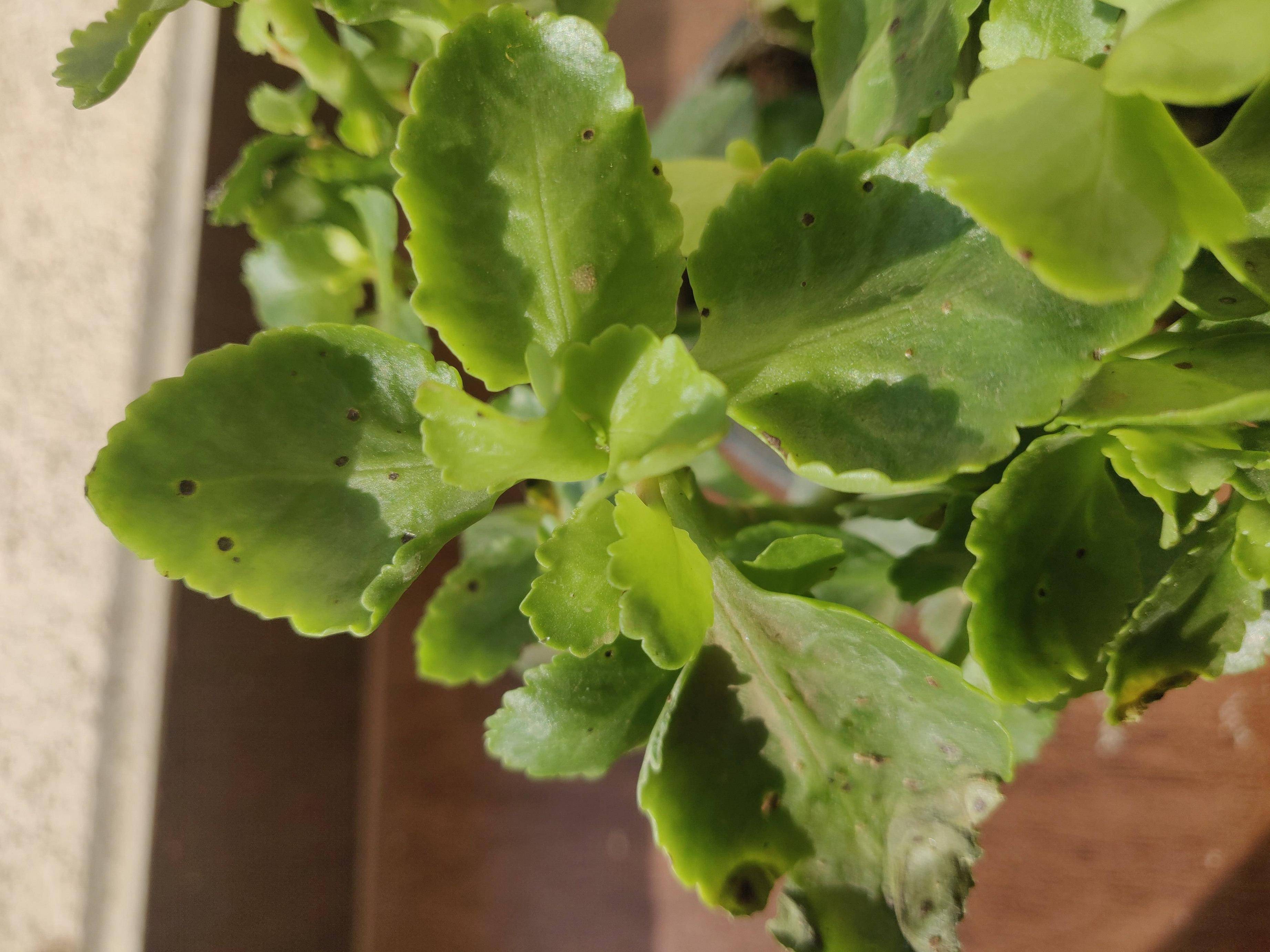 Болезни каланхоэ — лечим растение правильно