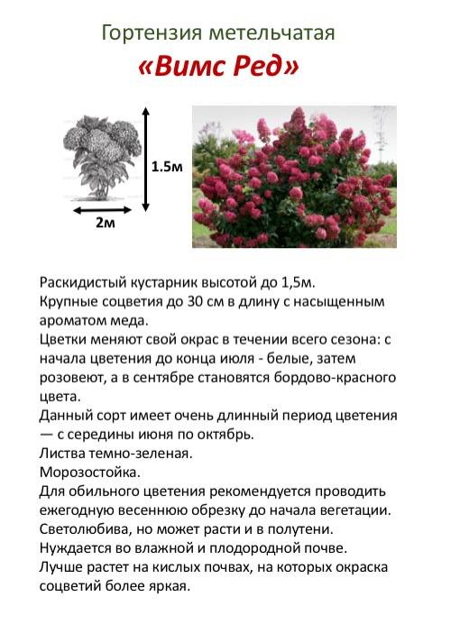 Гортензия метельчатая «кэндллайт»: описание сорта и советы по выращиванию