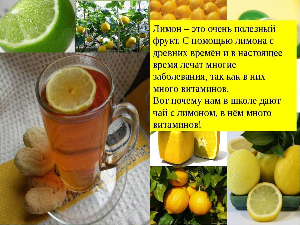 Руководство по правильной обрезке лимона в домашних условиях