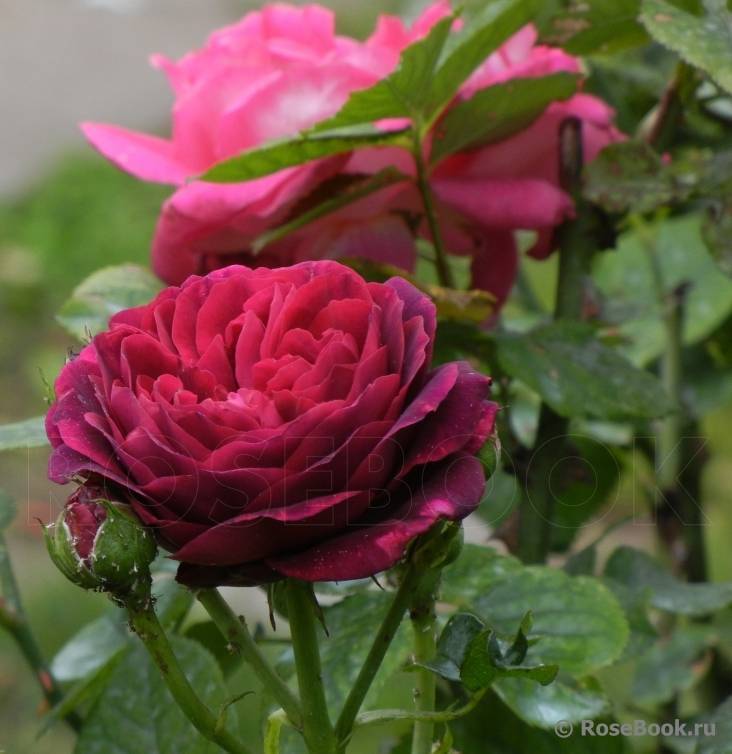 Парковая роза астрид графин фон харденберг: описание, фото, отзывы