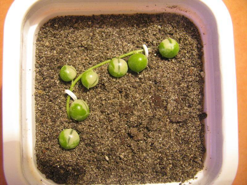 Крестовник роули — как выращивать «живые бусы»? уход в домашних условиях. фото — ботаничка