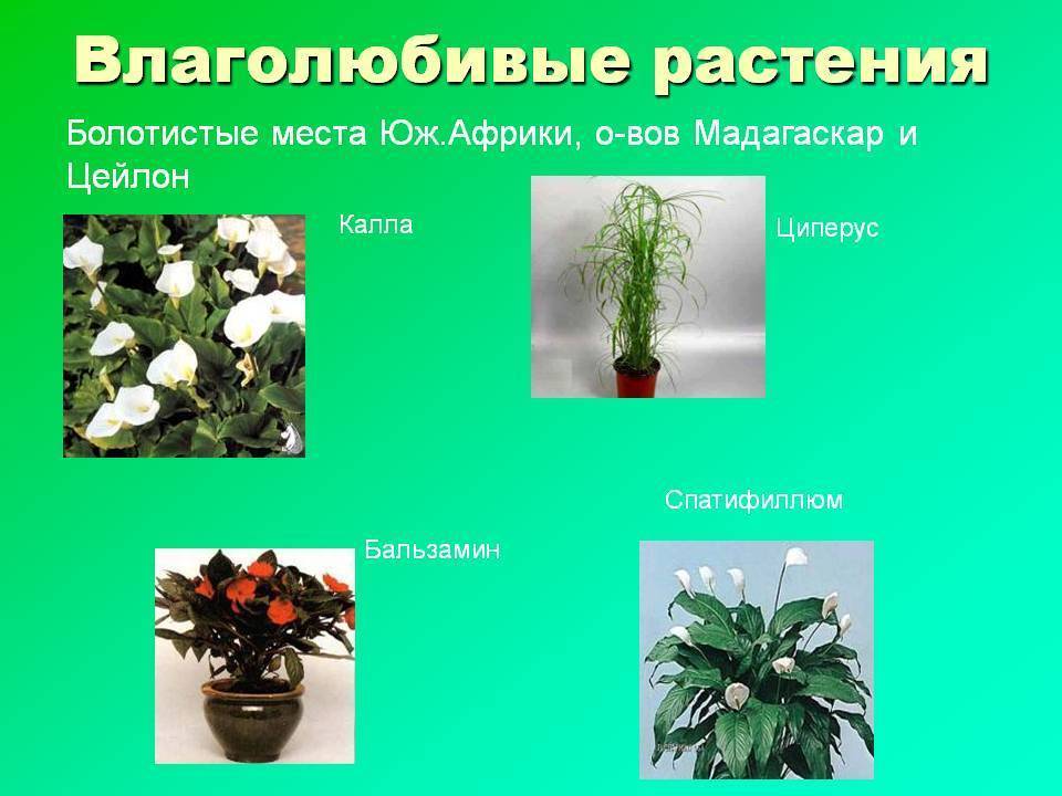 Растения для сырых и болотистых участков