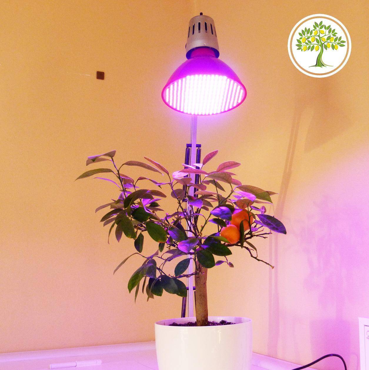 Лампа для цветов в домашних условиях: польза искусственного освещения, виды ламп для комнатных растений