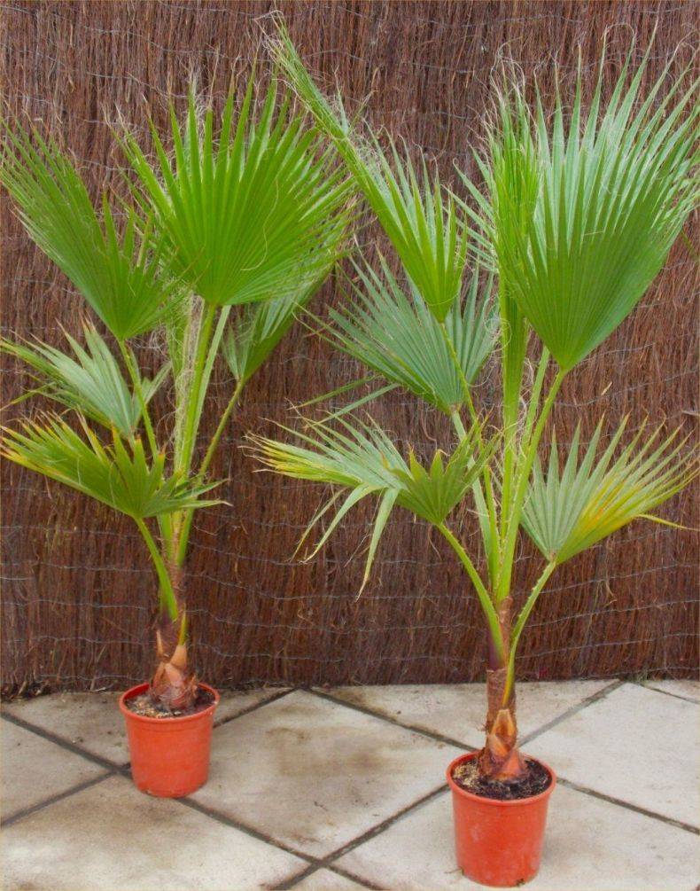 Пальма ливистона: особенности выращивания в домашних условиях