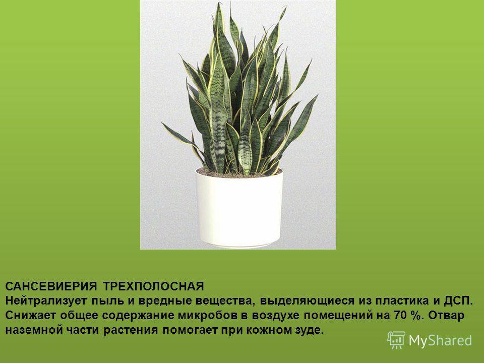 Сансевиерия — исключительно выносливое растение для украшения интерьера. уход в домашних условиях. фото — ботаничка