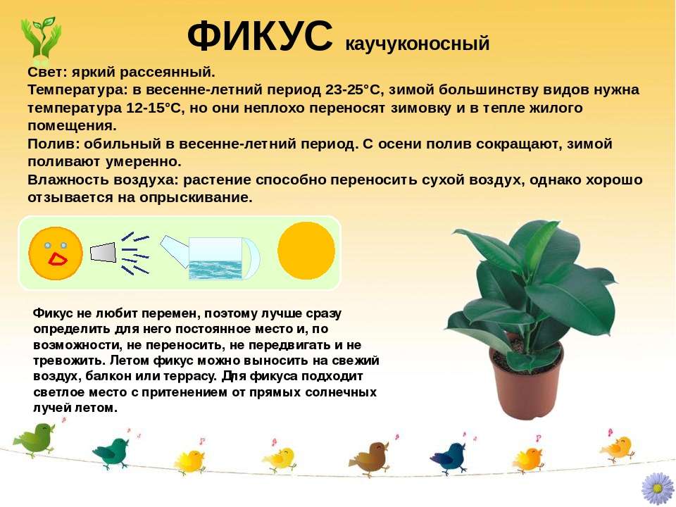 Значение света для комнатных растений