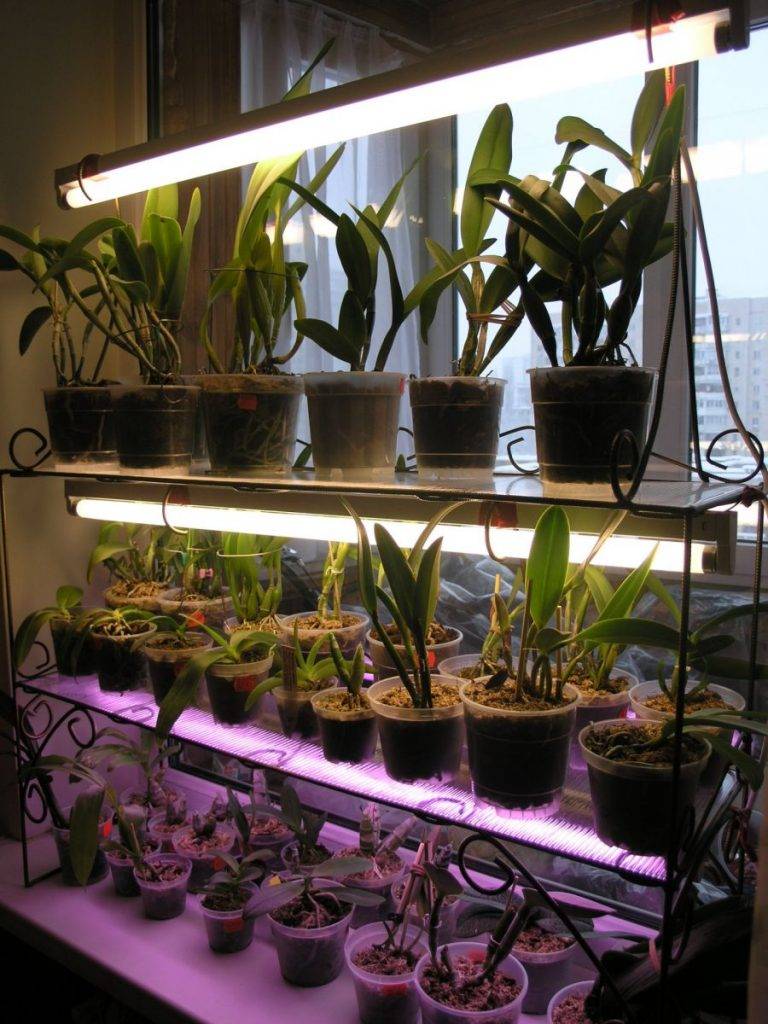 Освещение для комнатных растений — floweryvale.ru