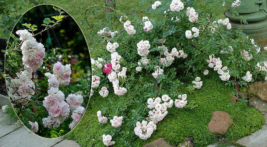 Стелющиеся почвопокровные розы: уход и выращивание неприхотливого роскошного цветка в открытом грунте
