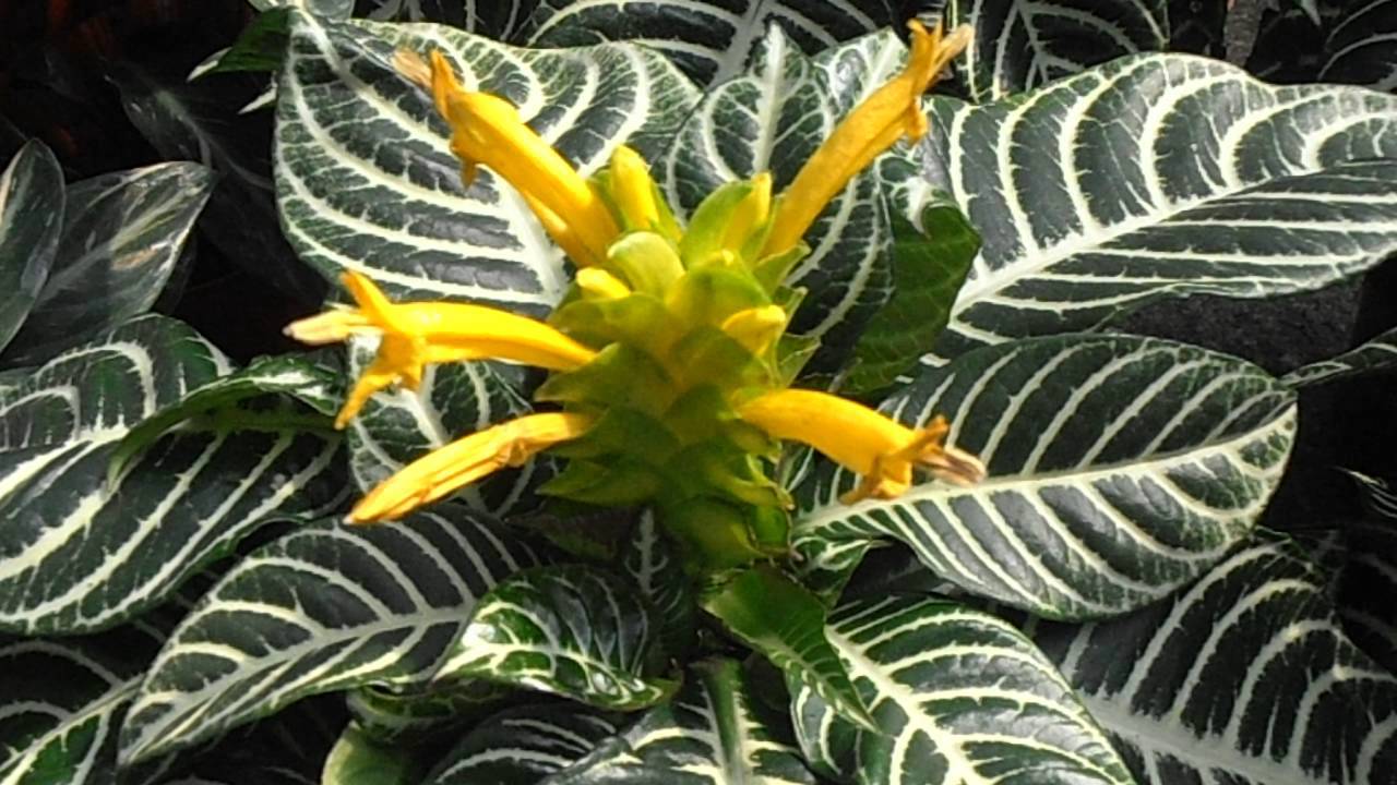 Цветок афеландра — как ухаживать за тропиканкой