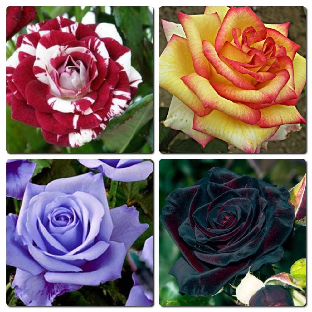 Плетистая роза сорта «хендель» (описание, отзывы, посадка, условия выращивания)