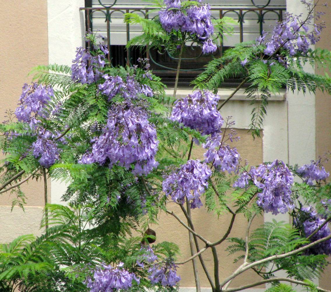 Описание жакаранды мимозолистной: выращивание фиалкового дерева в домашних условиях