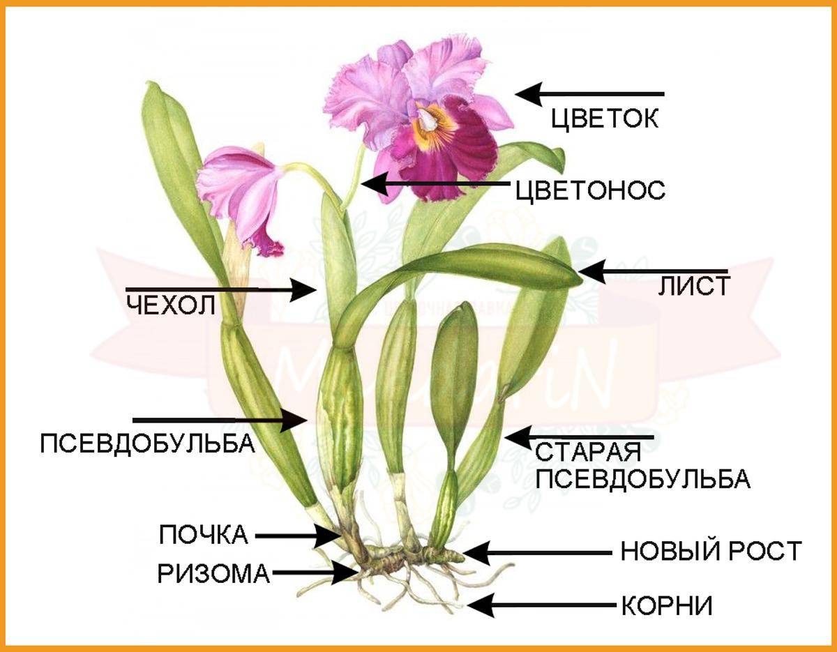 Орхидея каттлея - уход в домашних условиях. рекомендации цветовода