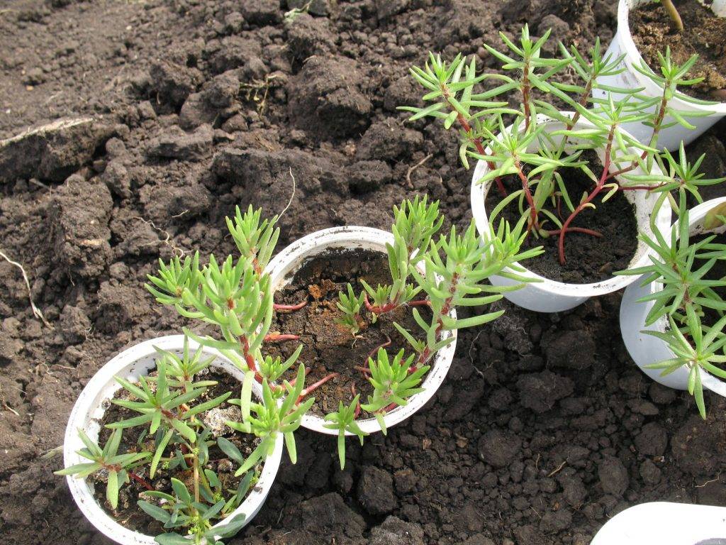 Портулак: как выращивать из семян, посадка и уход в открытом грунте, в домашних условиях