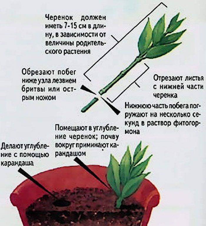 Как пересадить кактус и ухаживать за ним дальше? болезни и вредители цветка