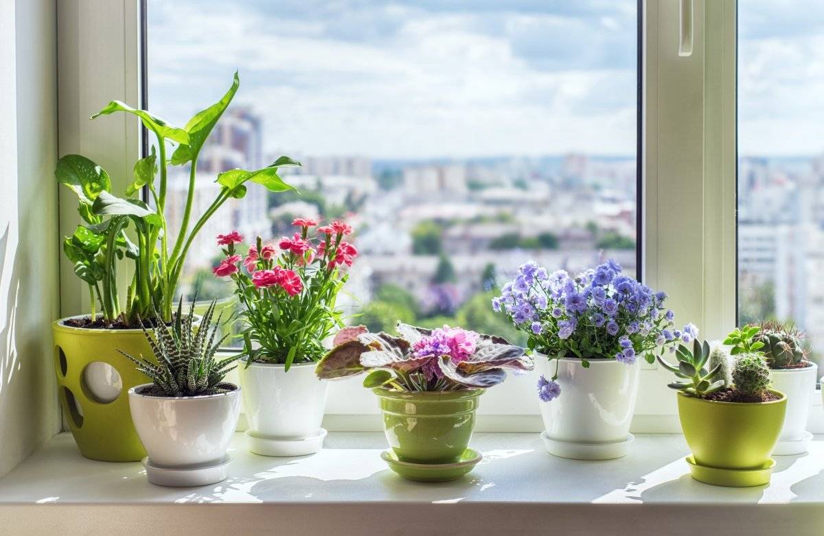 Солнцелюбивые красивоцветущие комнатные растения