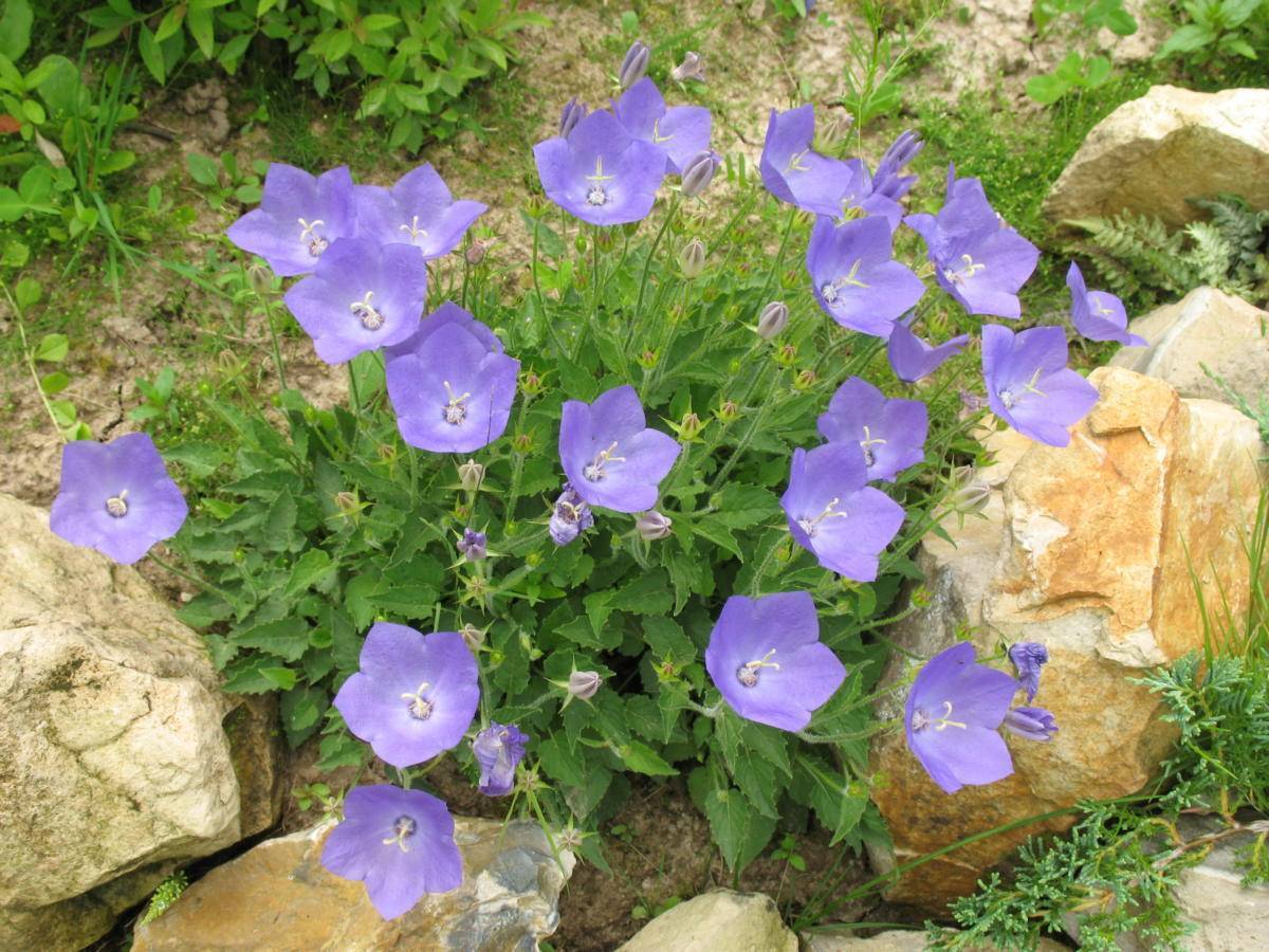Цветок колокольчик карпатский посадка и уход, фото
