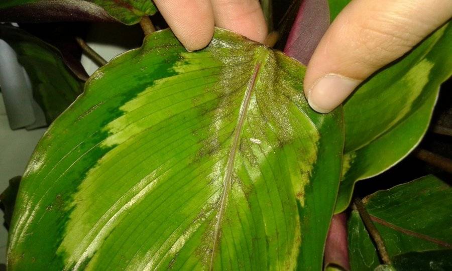 Пять причин почему у калатеи скручиваются и сохнут листья