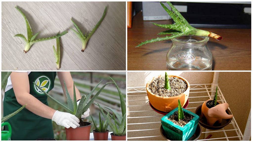 Удивительное растение хавортия: фото цветов и советы по их получению в домашних условиях