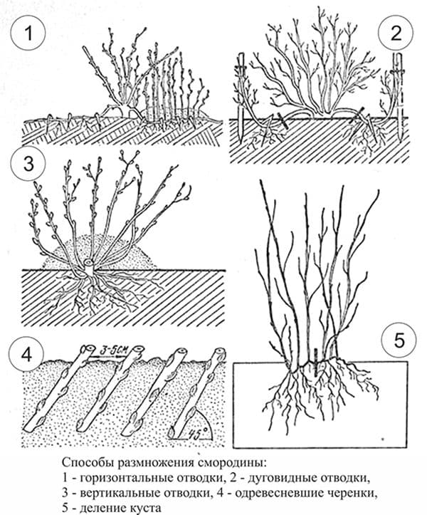 Как размножить жасмин: способы черенкования кустарника, правильный уход за комнатным чубушником