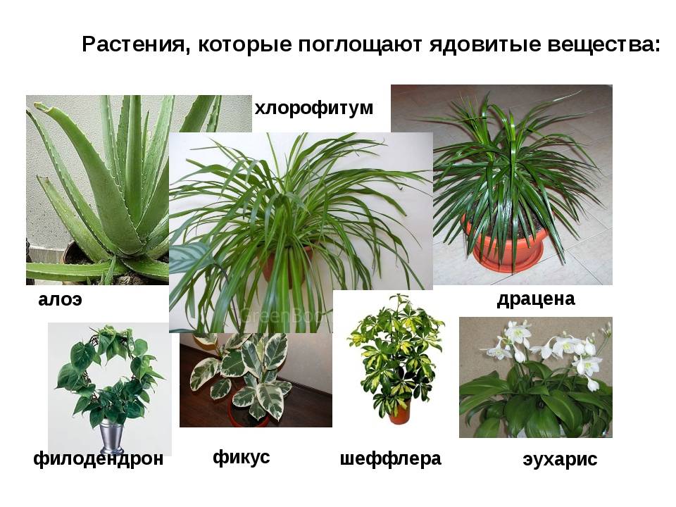 Какие комнатные растения нельзя выращивать дома, причины, список с фото