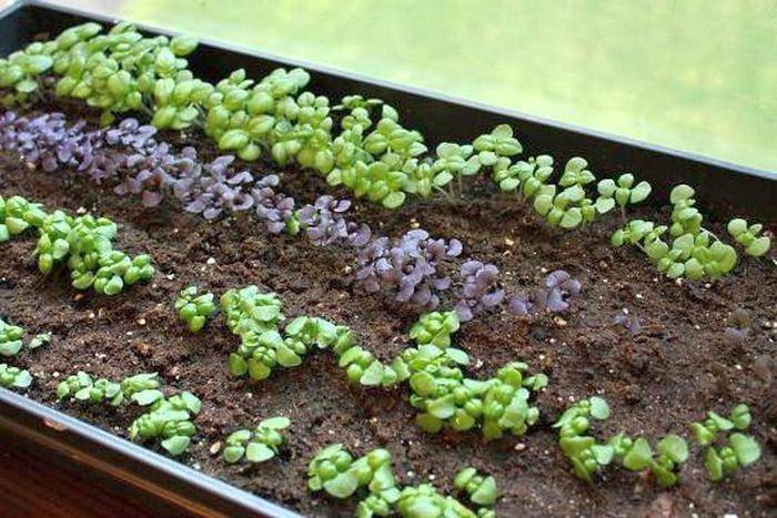 Базилик в горшке: как вырастить базилик на подоконнике из семян в домашних условиях