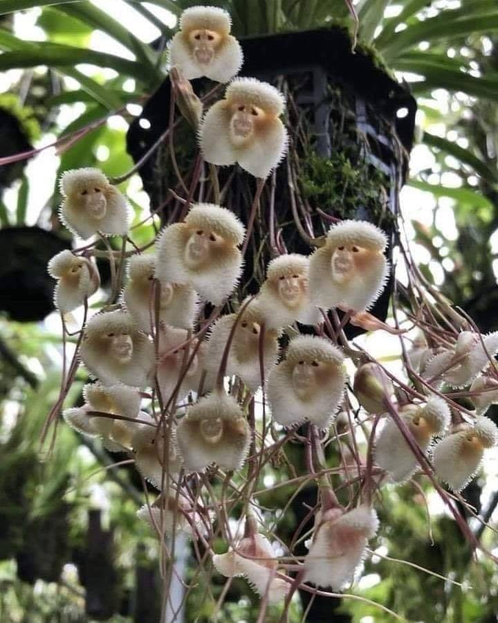 Орхидея дракула или обезьянья мордочка: описание сорта и особенности выращивания