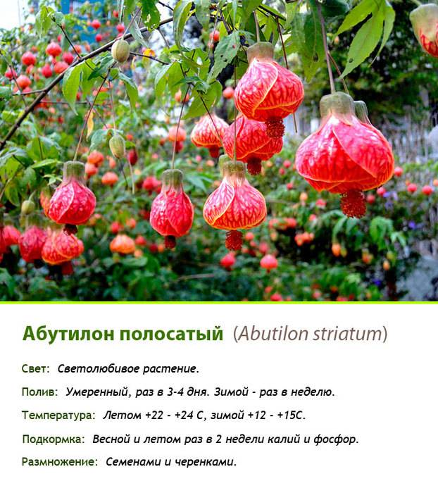Комнатный абутилон: выращивание из семян - sadovnikam.ru