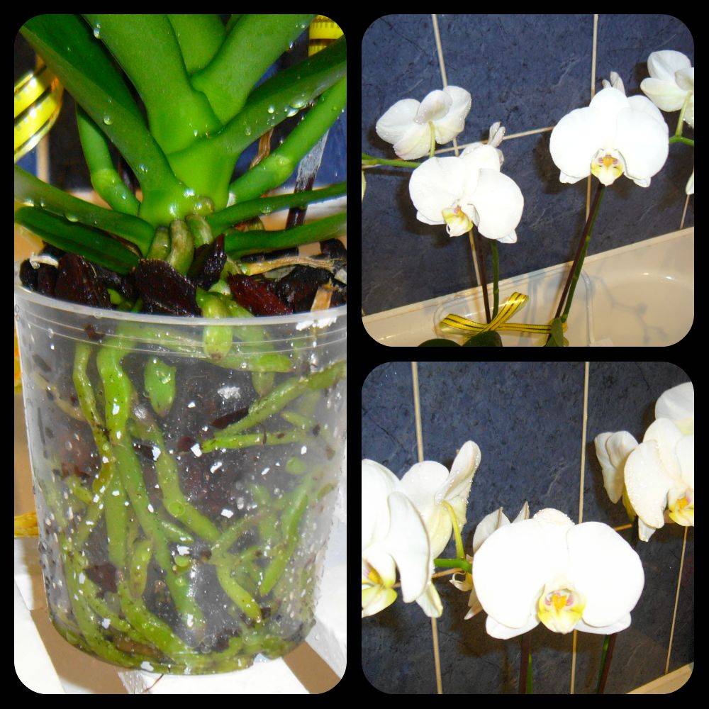 Орхидея в горшке: как часто и правильно поливать в домашних условиях