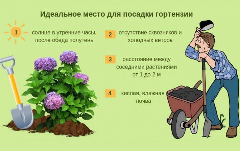 Посадка гортензии весной в открытый грунт: чем подкармливать, как высаживать, почва
