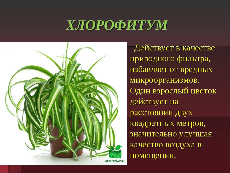 Хлорофитум: уход в домашних условиях, виды, описание, размножение - handskill.ru