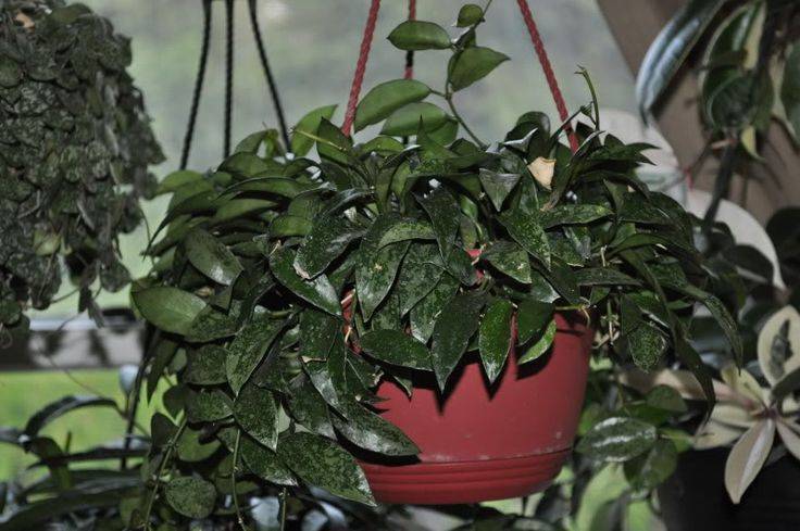 Популярные разновидности хойи для истинных поклонников экзотичных комнатных растений