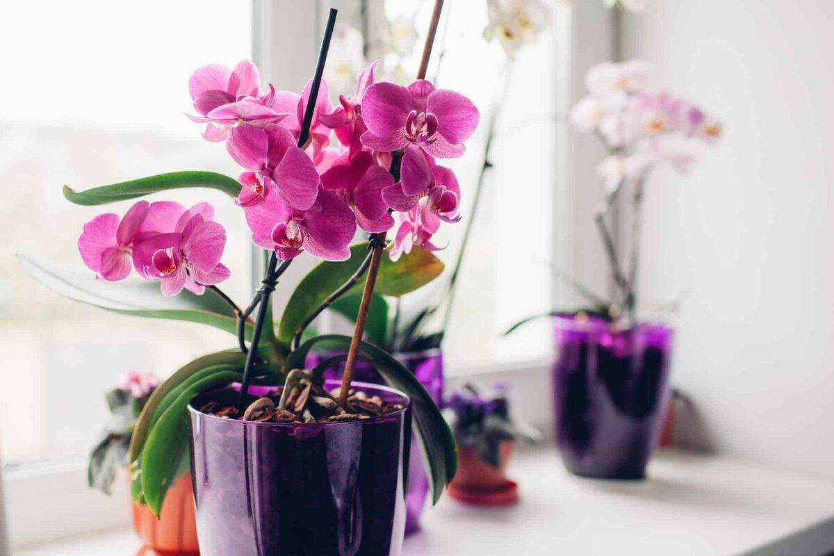 Как заставить орхидею фаленопсис зацвести: что сделать в домашних условиях