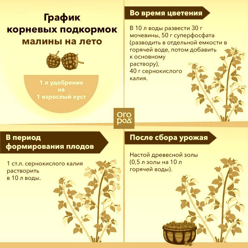 Подкормка рододендронов во время и после цветения: какие удобрение выбрать