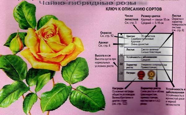 Эксплорер роза - описание и характеристики, советы по выращиванию