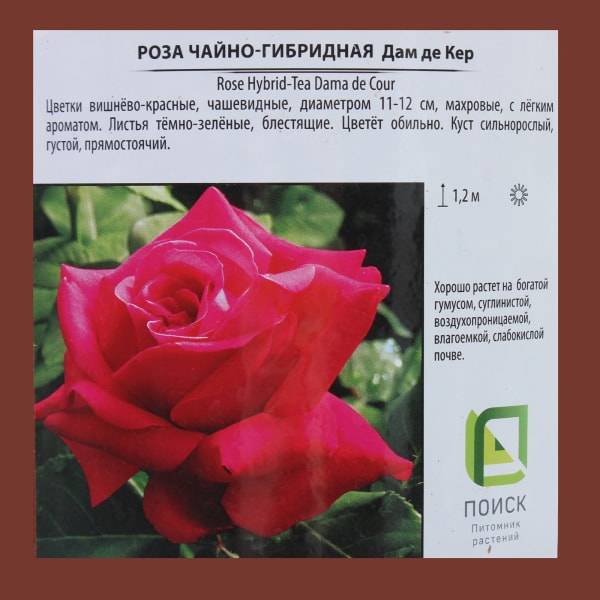 Розы аква: описание и особенности ухода за сортом