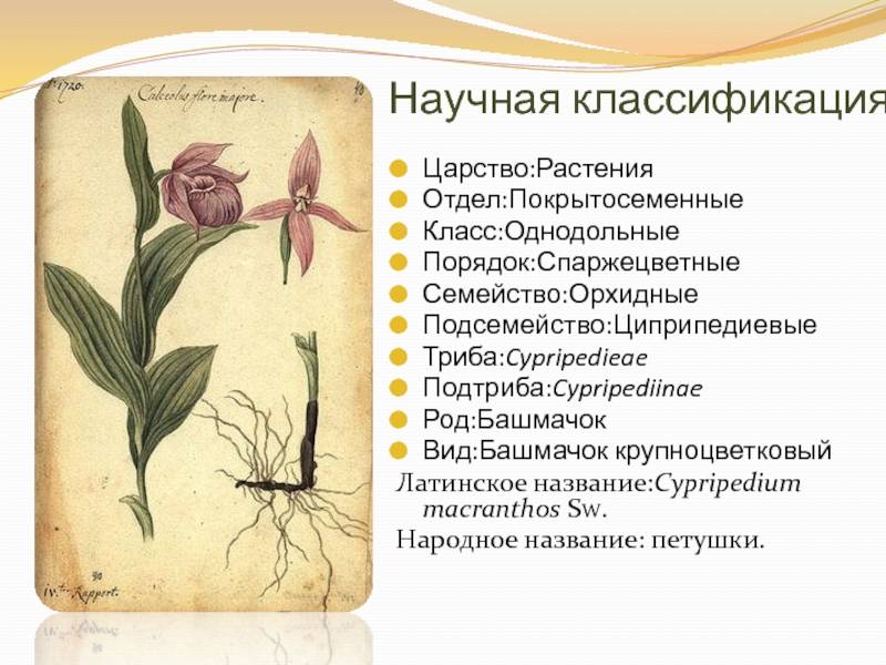 Виды орхидей: названия, фото и описания (каталог)