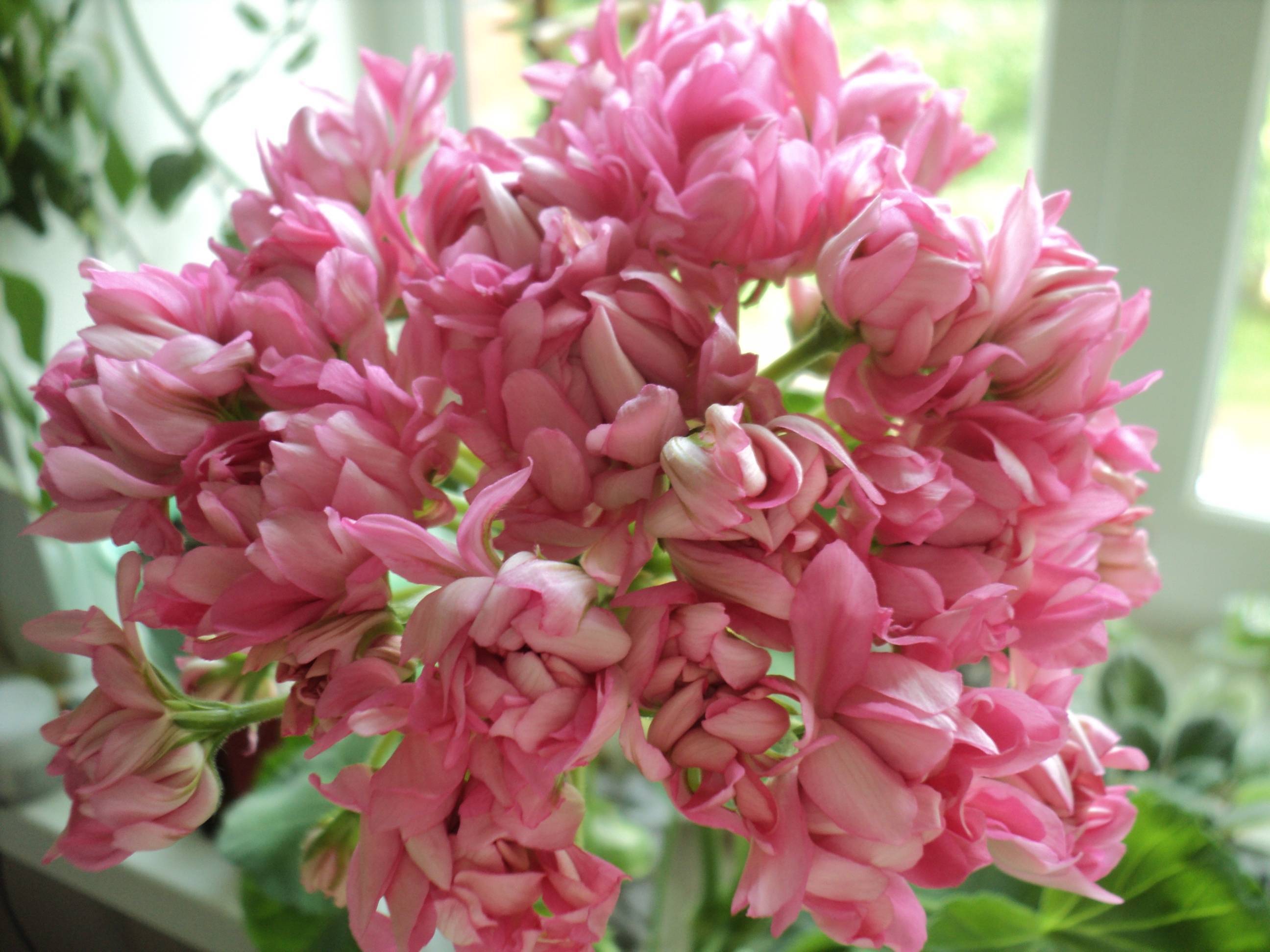 Пеларгония — самая выносливая из красивоцветущих. уход в домашних условиях. виды. фото — ботаничка