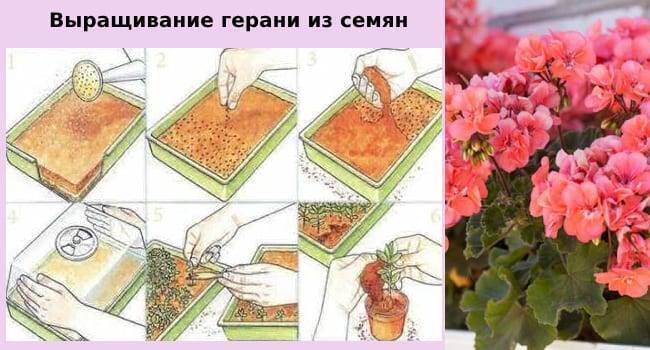 Выращивание пеларгонии из семян. сорта пеларгонии и сроки посадки - sadovnikam.ru
