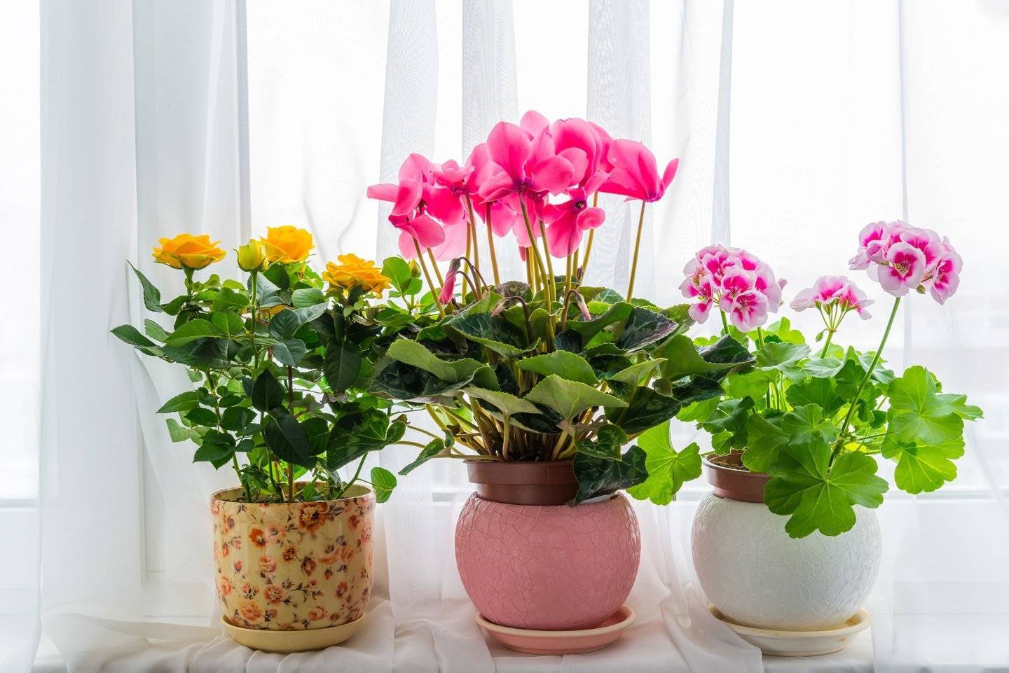 Каталог с фотографиями и названиями комнатных цветов, кратко об особенностях домашних растений