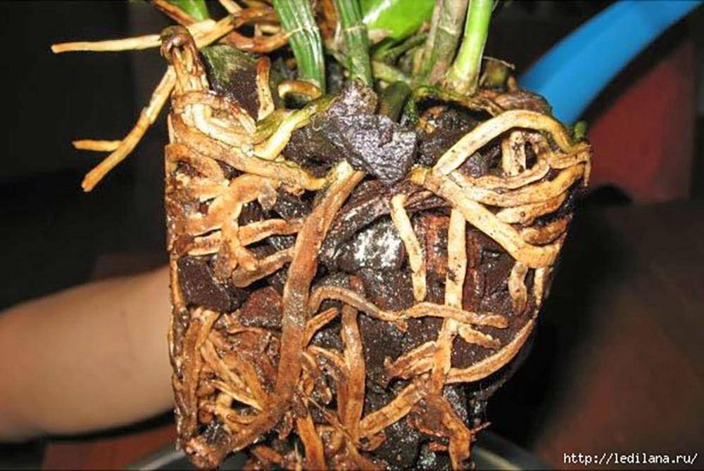 У орхидеи сгнили корни: что делать цветоводу при обнаружении этой проблемы