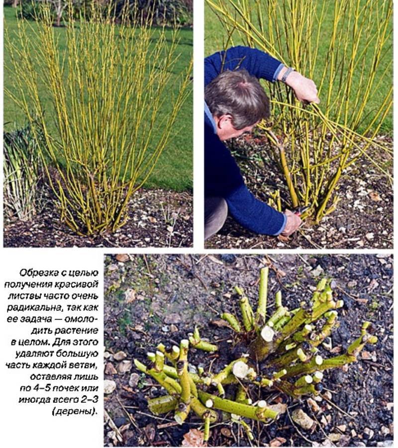 Как размножить форзицию черенками – пошаговая инструкция для новичков - сад и цветы